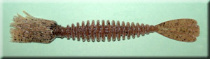 Smoke Pumpkinseed Carolina Creature