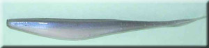 Alewife Fluke
