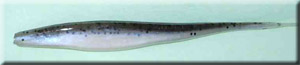 Shad Fluke