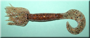 Copper Pumpkinseed Spider Grub
